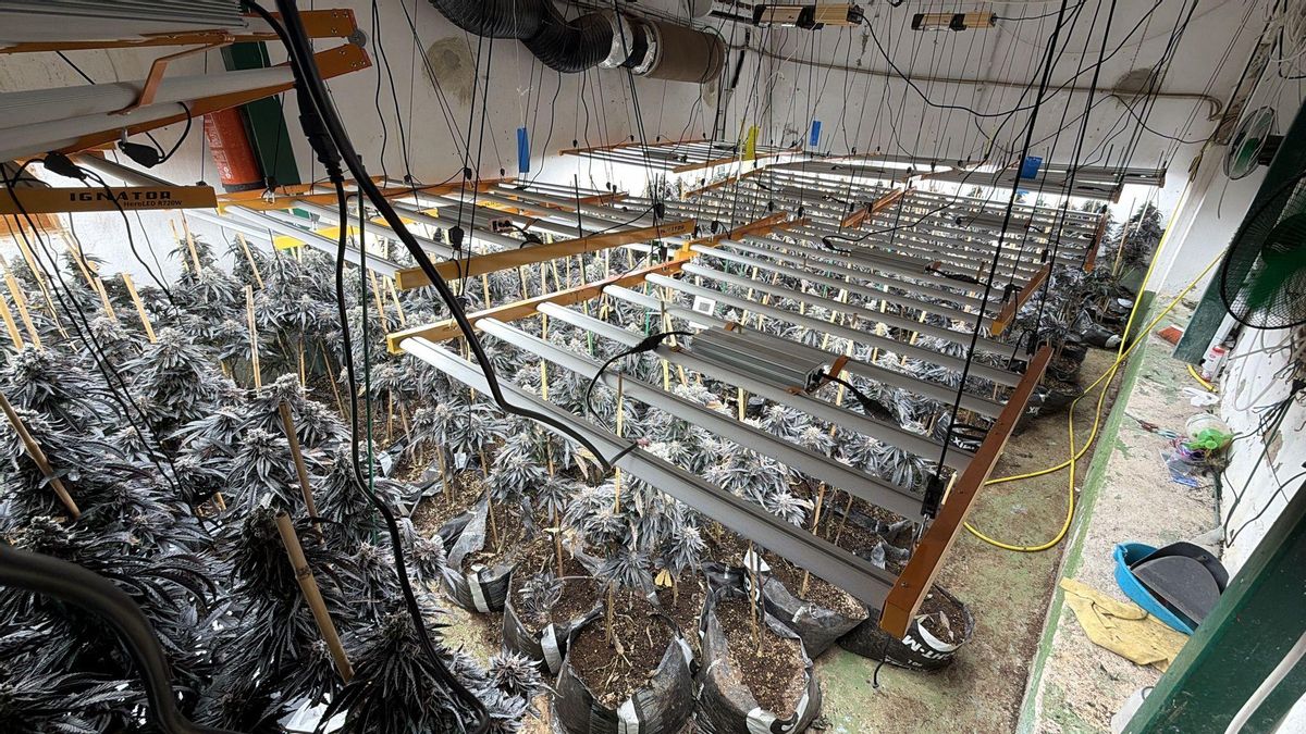 Plantación desmantelada en Almodóvar.