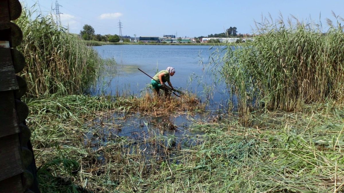 Trabajos en las marismas de Astillero. | AYUNTAMIENTO DE ASTILLERO