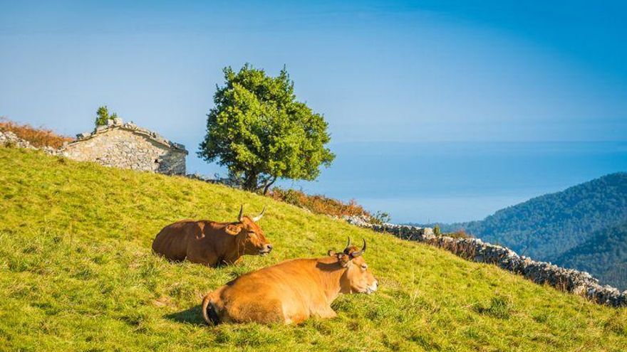 Arranca  la campaña de saneamiento ganadero que cubrirá a toda la cabaña de Asturias