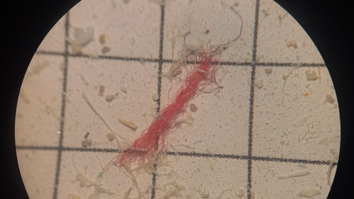 Microplástico hallado en una muestra de agua