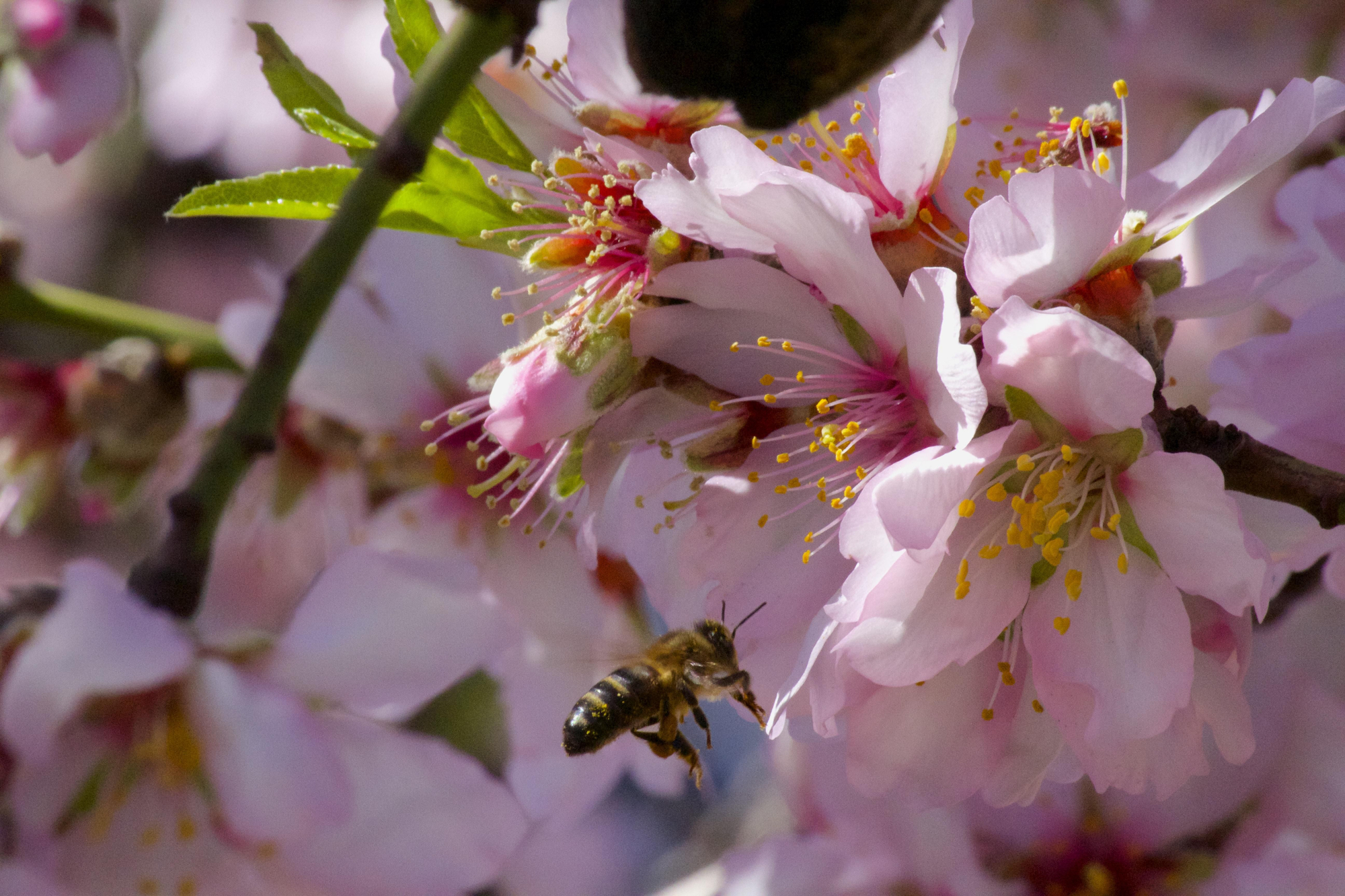 Almendro en Flor en Gran Canaria. Foto: Cirenia Vico