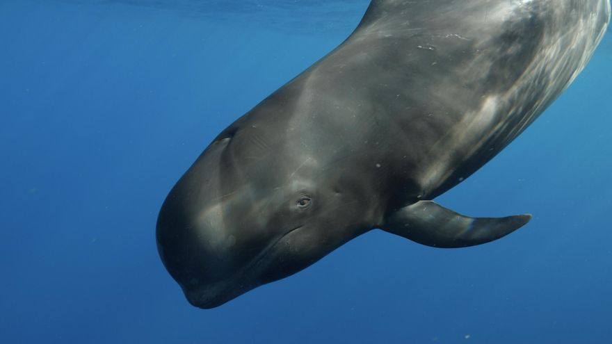 Nika, el calderón tropical que muestra al mundo el impacto de la masificación en Canarias