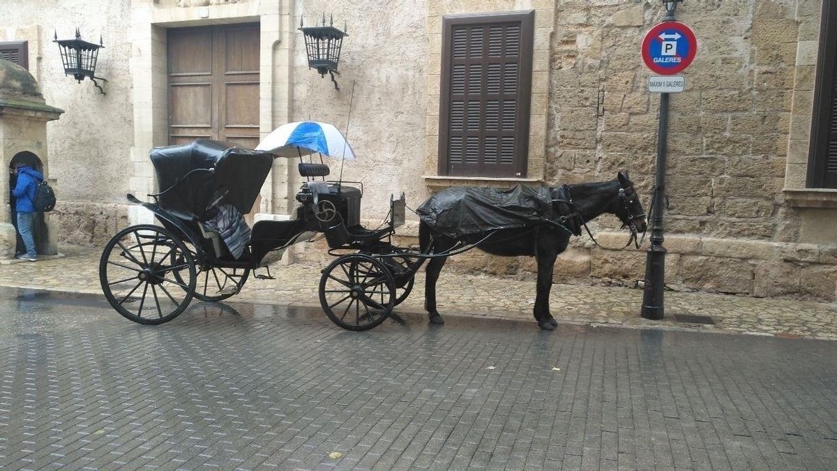 Un caballo de las galeras de Palma bajo la lluvia