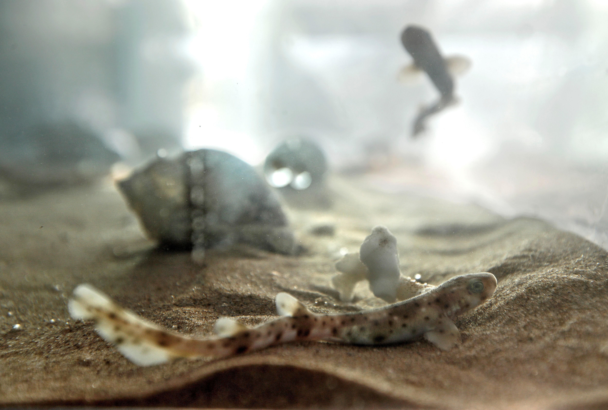 Imatge d'arxiu d'una solta de vint exemplars joves de gat criats a les instal·lacions de l'Oceanogràfic de València