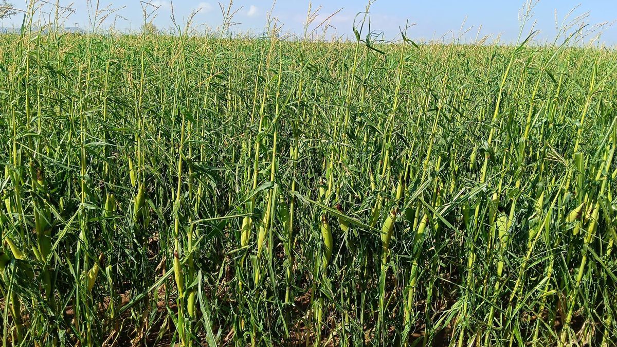 Campos de maíz afectados en la zona de Biota