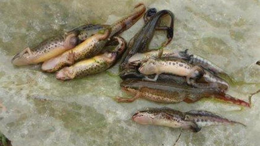 Tritones muertos hallados en Euskadi