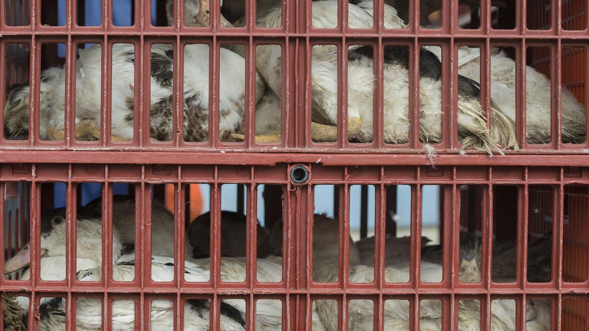 Asturias prohíbe desde el lunes la cría de aves de corral al aire libre en ocho concejos por el riesgo de gripe aviar