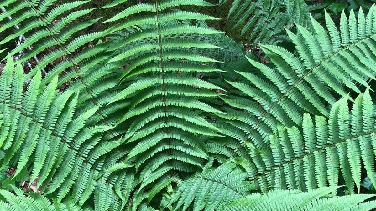 Tocar una planta puede cambiar cómo crece y la ciencia descubre su respuesta al contacto
