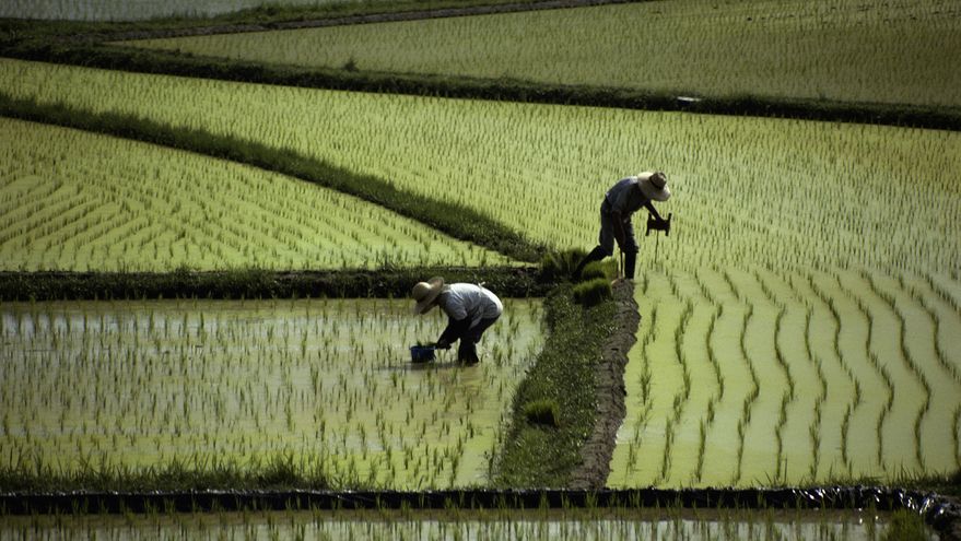 El turismo y las malas cosechas reducen las reservas de arroz en Japón a su nivel más bajo en décadas