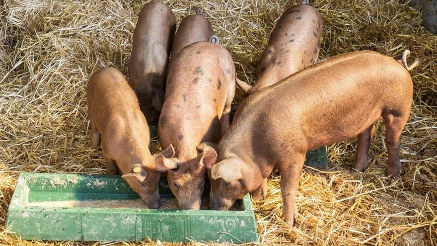 Detectan un primer brote de peste porcina en Grecia. EPA/JULIEN WARNAND/Archivo