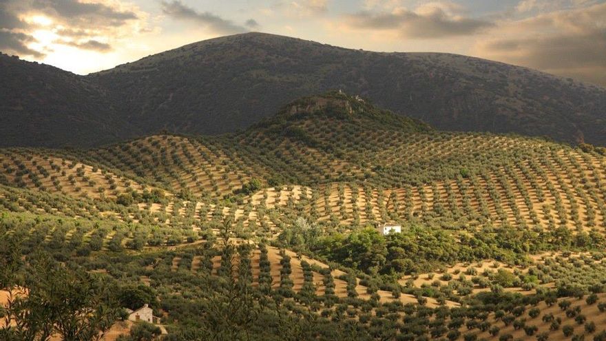Olivares en la DO de Priego de Córdoba