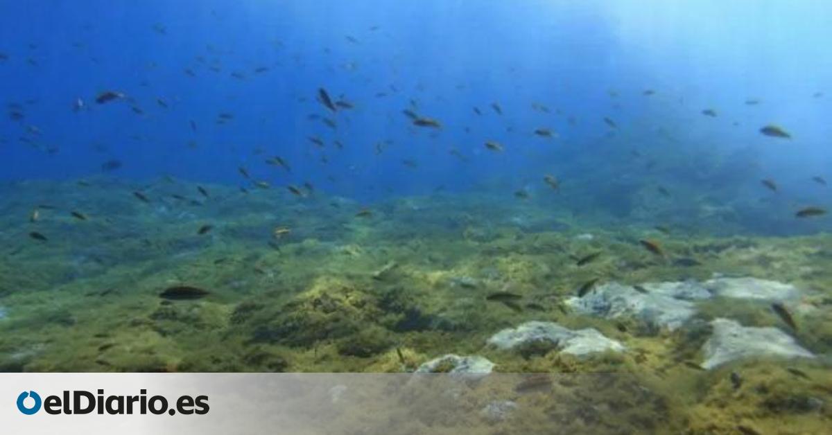El aumento de temperatura en el mar canario podría ser inferior a un grado en 2050, según el Instituto Español de Oceanografía