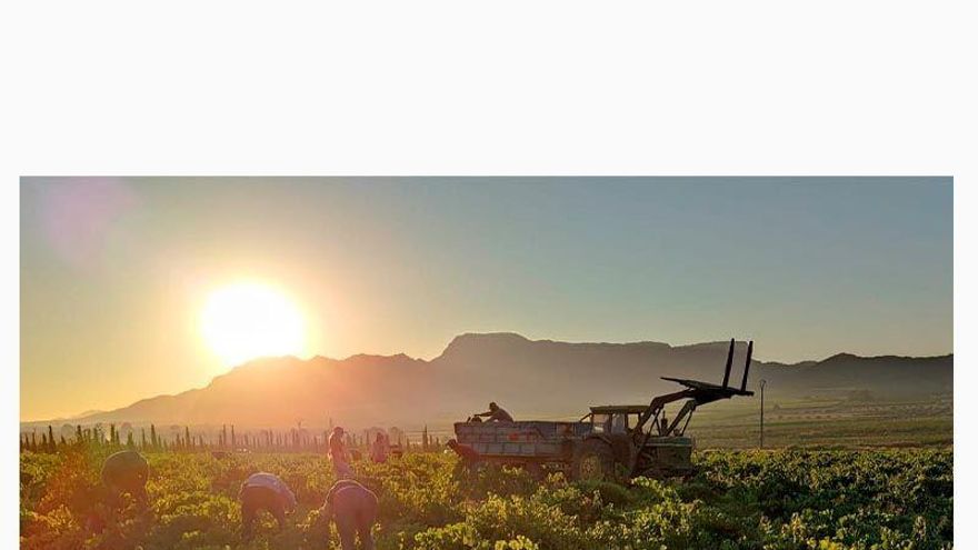 La DOP Jumilla espera una "buena cosecha" y de "alta calidad" en la vendimia "más larga" de España