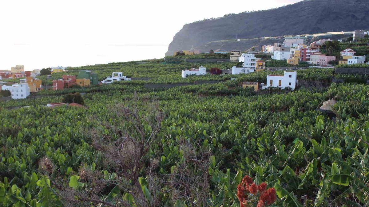 Barrios de Tazacorte que se verán afectados por la 'Carretera de la Costa'.