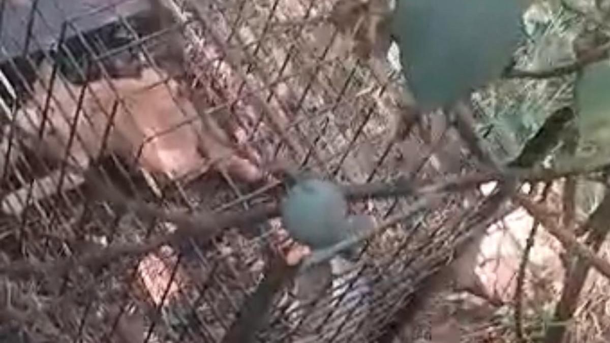 Gato atrapado en una trampa felina en La Rioja