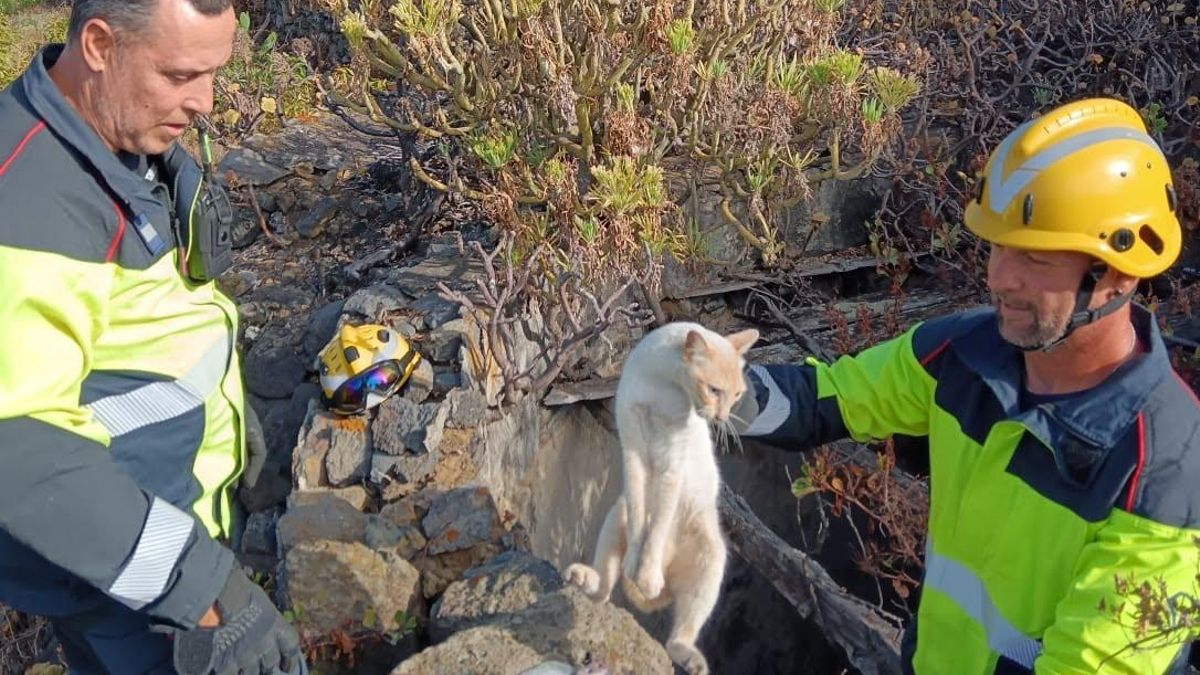 Rescatado uno gato en un pozo de Breña Baja