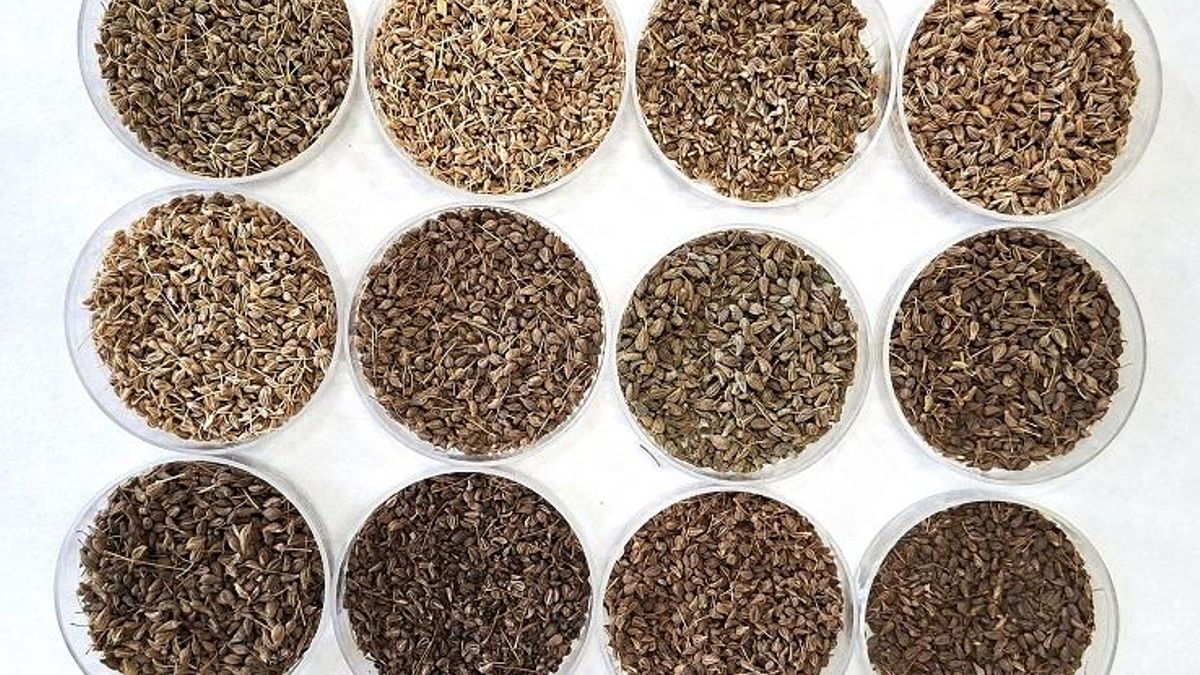 Diferentes muestras de grano