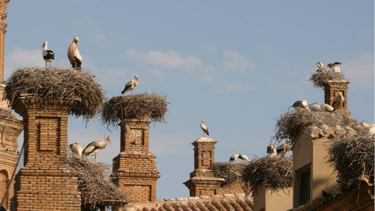 Los planes de Pasea La Rioja para este fin de semana celebran el Día Mundial de las Aves Migratorias