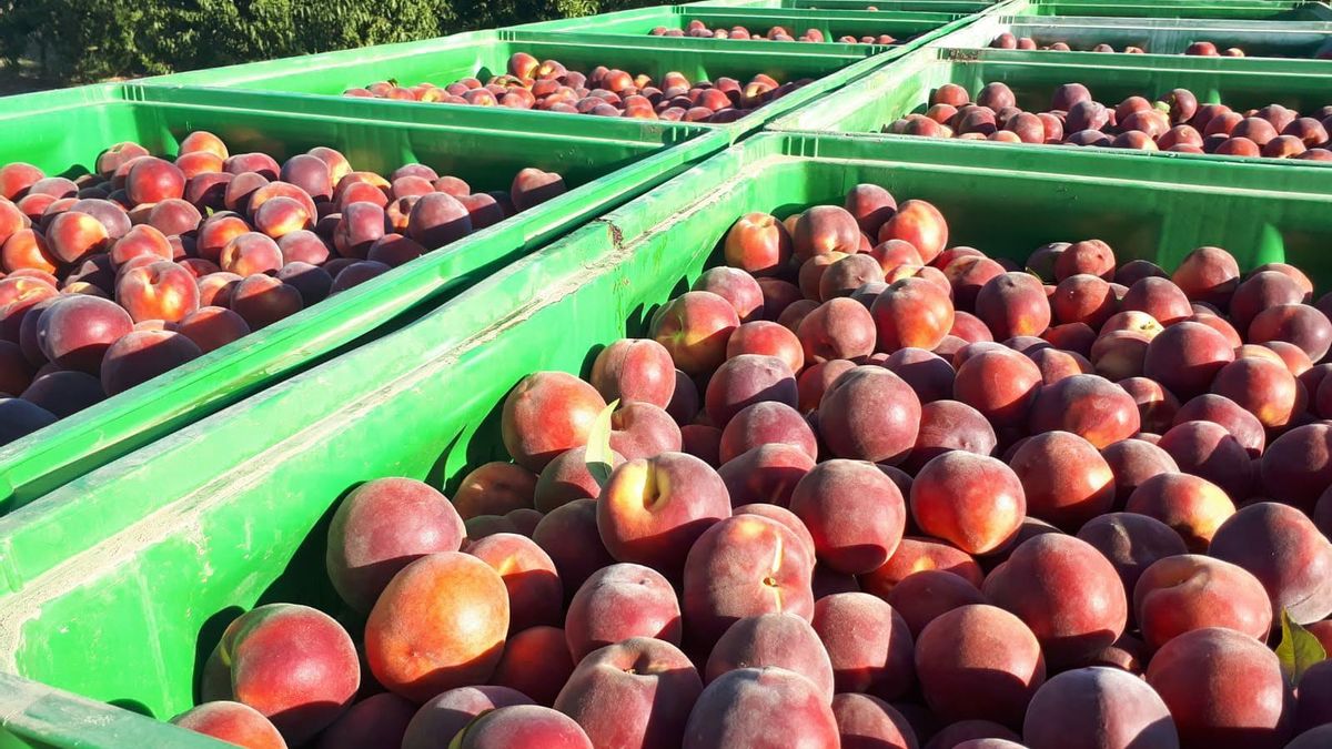 Agricultores de La Rioja arrancan la campaña de melocotón sin contrato ni precios