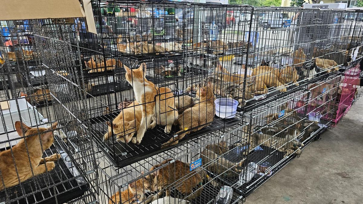 La policía rescata a 400 gatos robados por una banda criminal que iban a ser vendidos para consumo humano en Vietnam