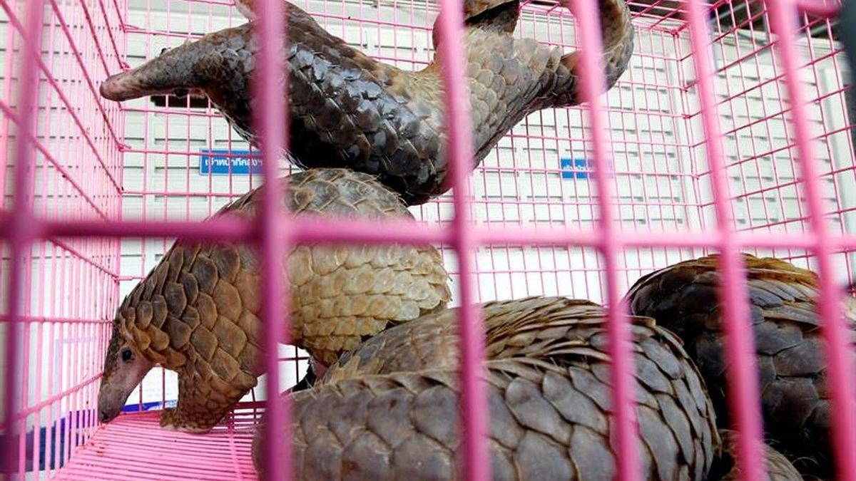 El pangolín, el mamífero con el que más se trafica en el mundo
