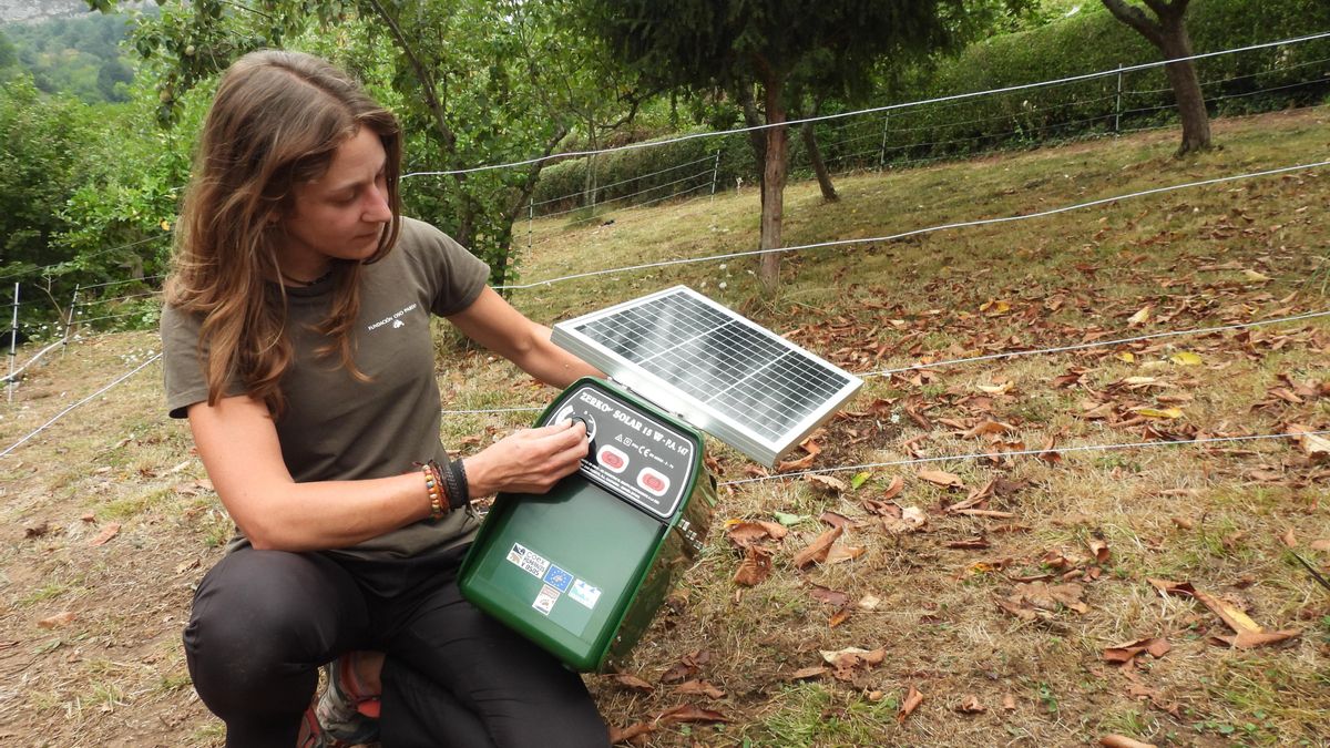 Colocación de un pastor solar.