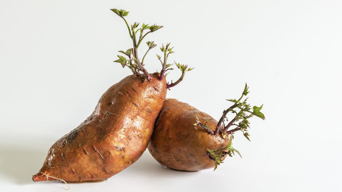 Al igual que ocurre con la patata, existe una gran diversidad de boniatos con pequeñas diferencias en sabor, tamaño o textura.