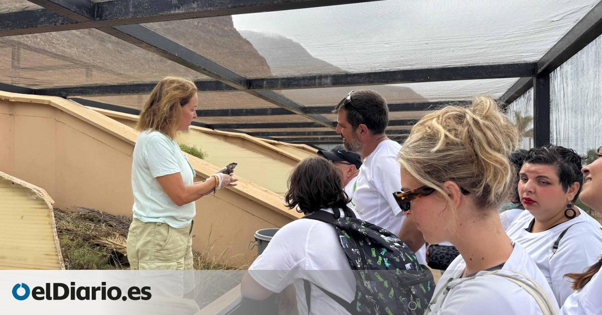 Fundación MAPFRE Canarias celebra en La Gomera la jornada inclusiva  Somos gigantes 