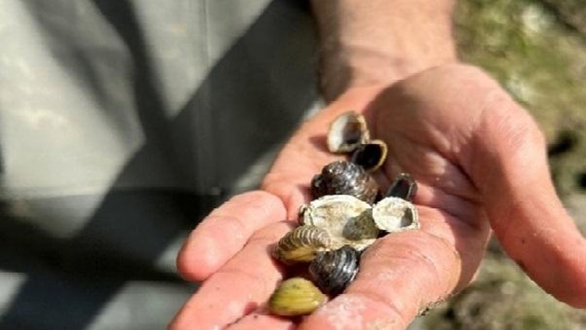 Un estudio de la Agencia Vasca del Agua constata que la almeja asiática se está reproduciendo en Gipuzkoa