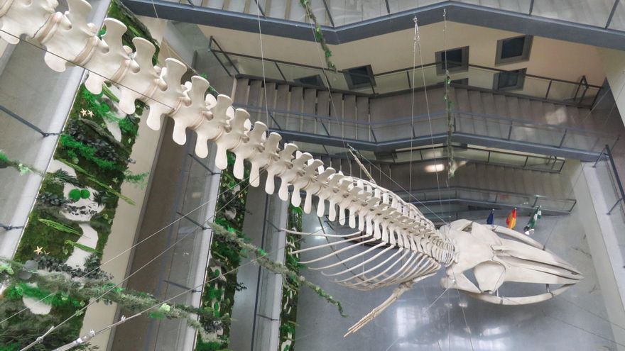 ¿Cómo llegó un rorcual común de 19 metros a presidir la sede de la Estación Biológica de Doñana?