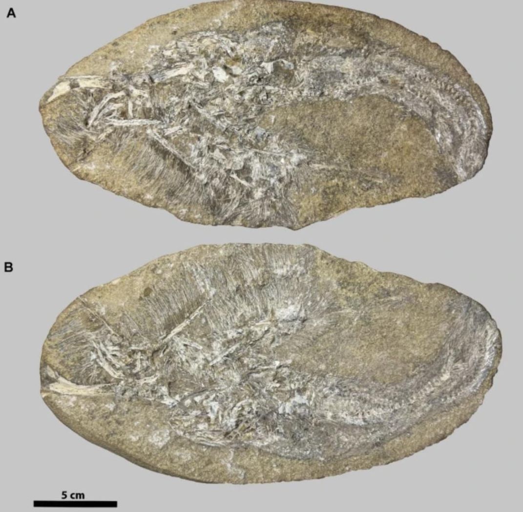 El fósil brasileño se formó tras la regurgitación de un depredador que había tragado más de lo que podía digerir