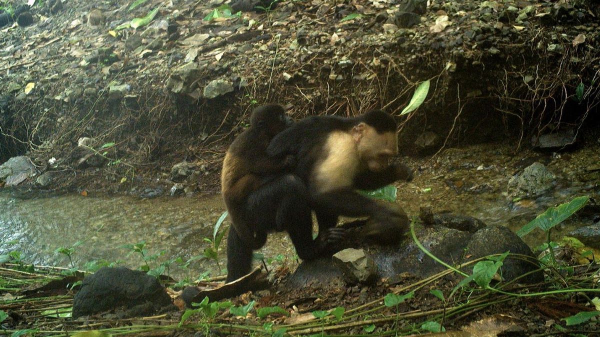 Monos capuchinos de la isla Jicarón han sido capturados en cámara cargando a bebés de mono aullador secuestrados
