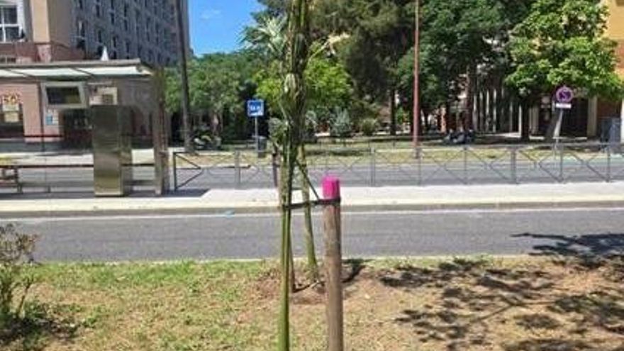El Ayuntamiento de Sevilla instala chips de rastreo en palmeras ante el robo de una decena de ejemplares