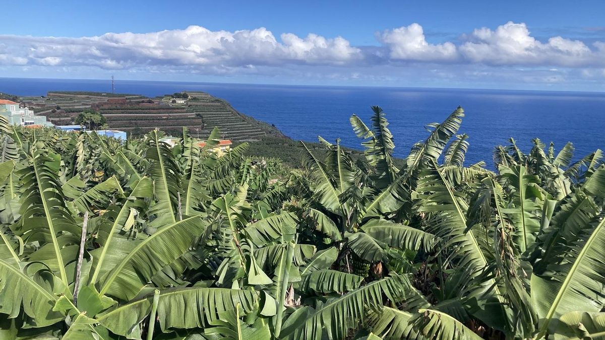 El invierno deja muy fríos a los plataneros de Canarias: acumulan mes y medio con precios que generan pérdidas