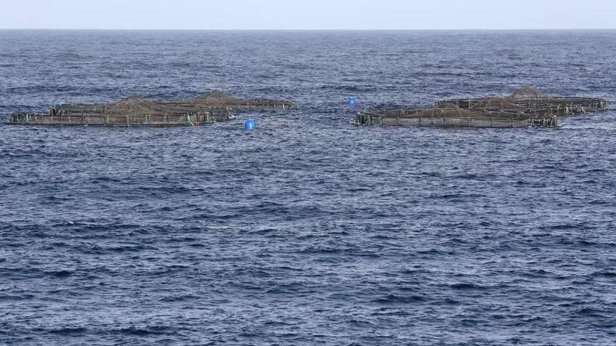 Pesca también oculta el resultado de sus inspecciones en las jaulas marinas de Telde por orden de la Fiscalía