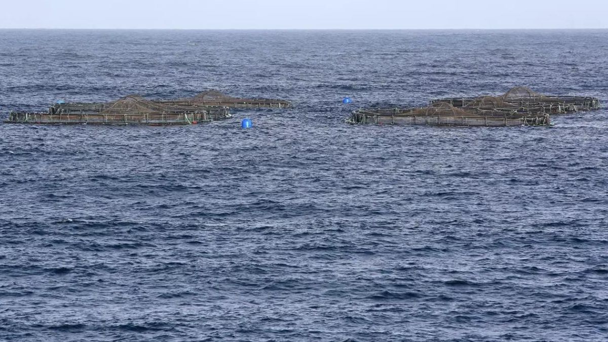 La empresa de acuicultura marina en la costa de Telde dice que la nueva mancha en el litoral no procede de sus jaulas