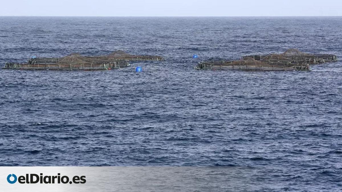 What are Black Flags and Why Do the Canaries Have Four?