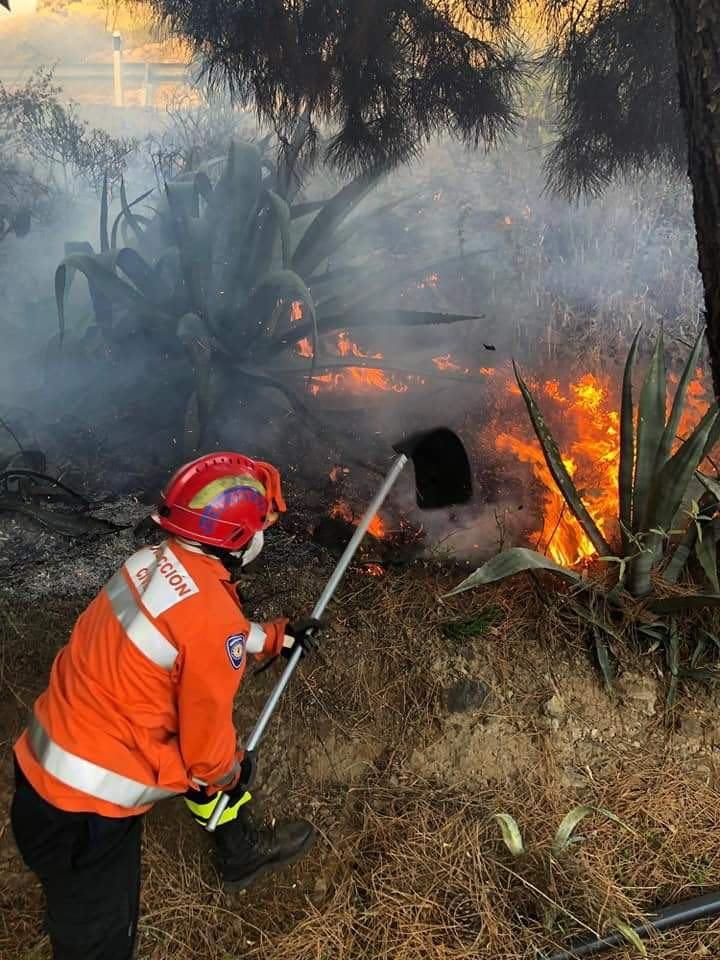 El fuego calcina 35 hectáreas de palmeral en Fataga