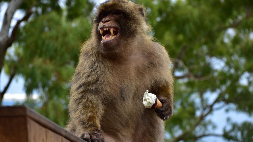 Un macaco de Gibraltar comiendo un helado.