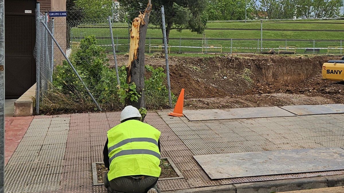 El Ayuntamiento autorizó la retirada de 5 ejemplares