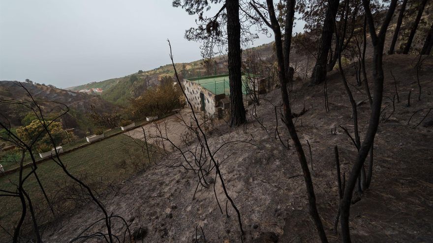 Zona forestal situada en el municipio de Los Realejos quemada por el incendio que afecta al norte de la isla