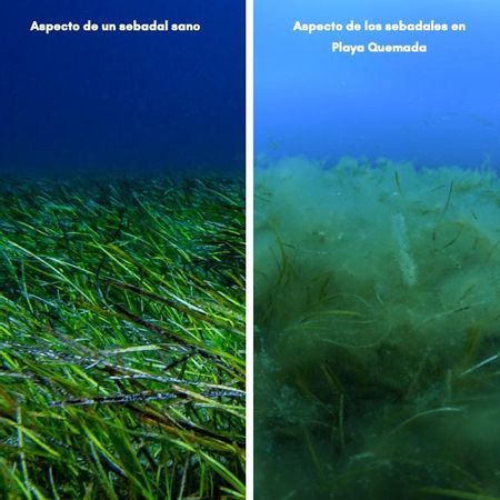 Imágenes del estudio de la ONG Innoceana.