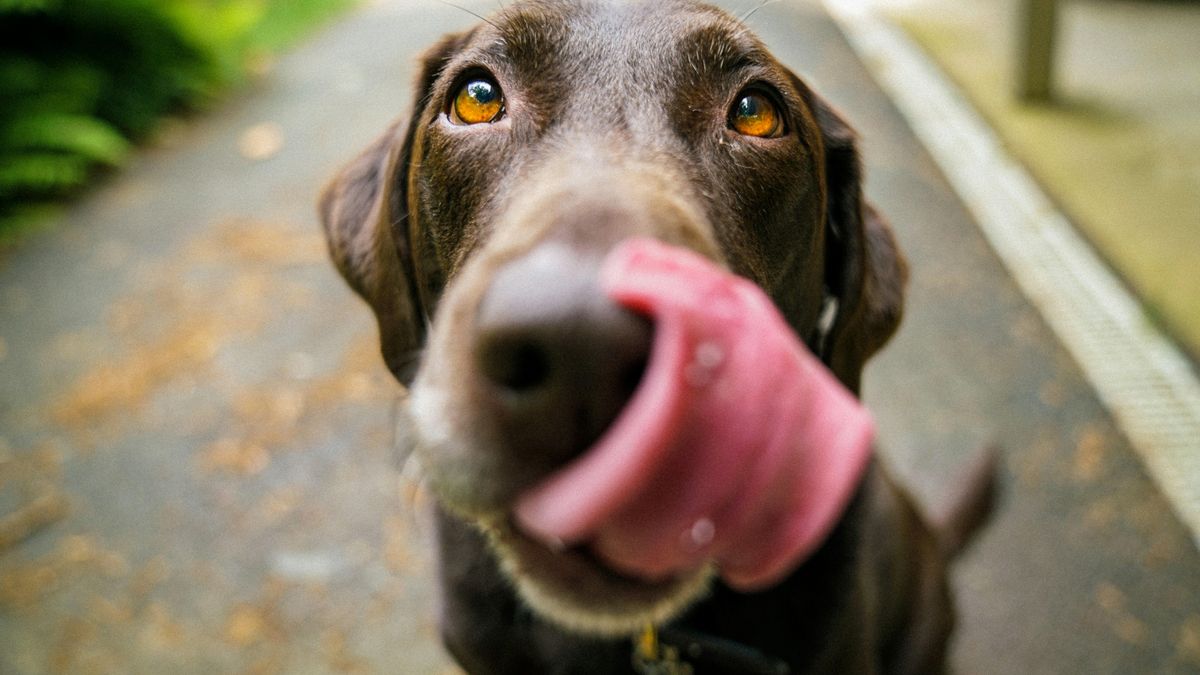 Una veterinaria explica cómo proteger a los perros durante una ola de calor: “Su termorregulación es un poco diferente”