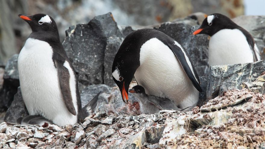 La vida en el extremo sur, en imágenes: fauna y paisajes de la Antártida