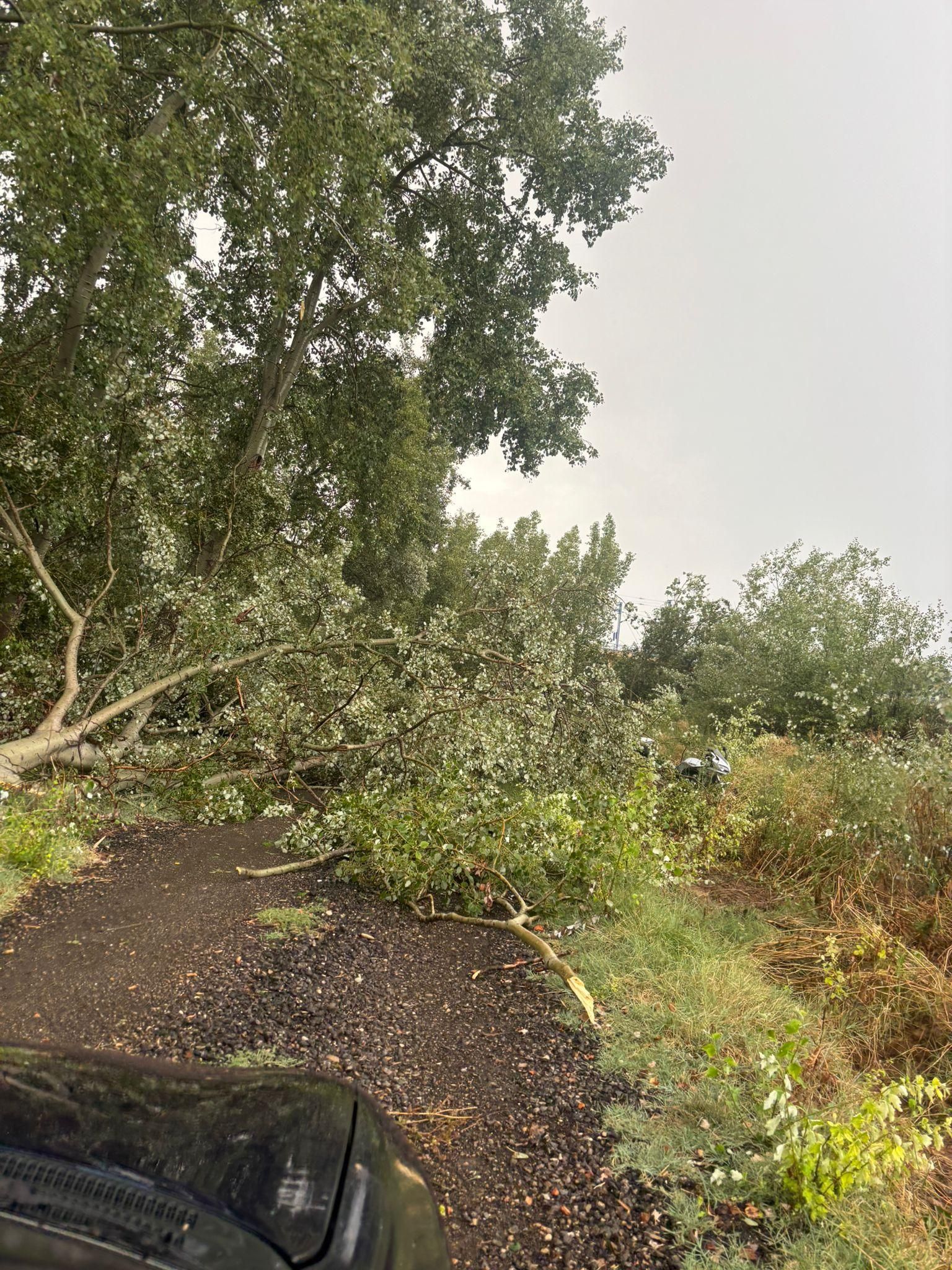 Árboles caídos en los accesos a las explotaciones agrarias debido a las fuertes tormentas de este verano