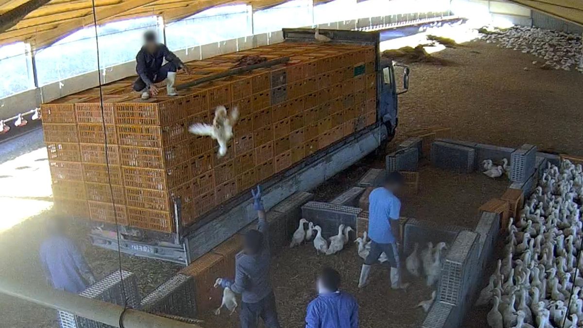 Los trabajadores se lanzan los patos en la granja de Marinahave.