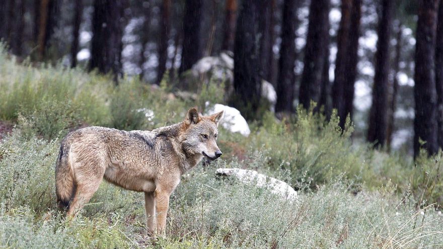 El Gobierno somete a consulta pública la directiva que rebaja la protección al lobo en UE