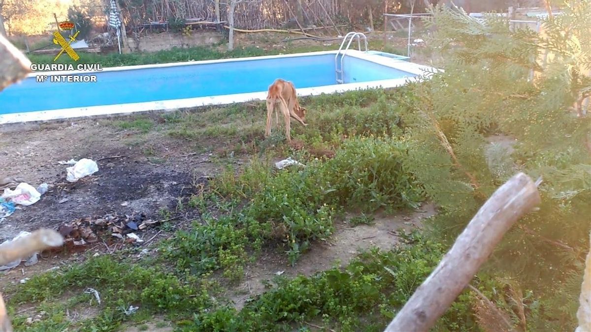La Guardia Civil recupera 5 galgos en estado crítico de desnutrición y abandono en una finca de Morón