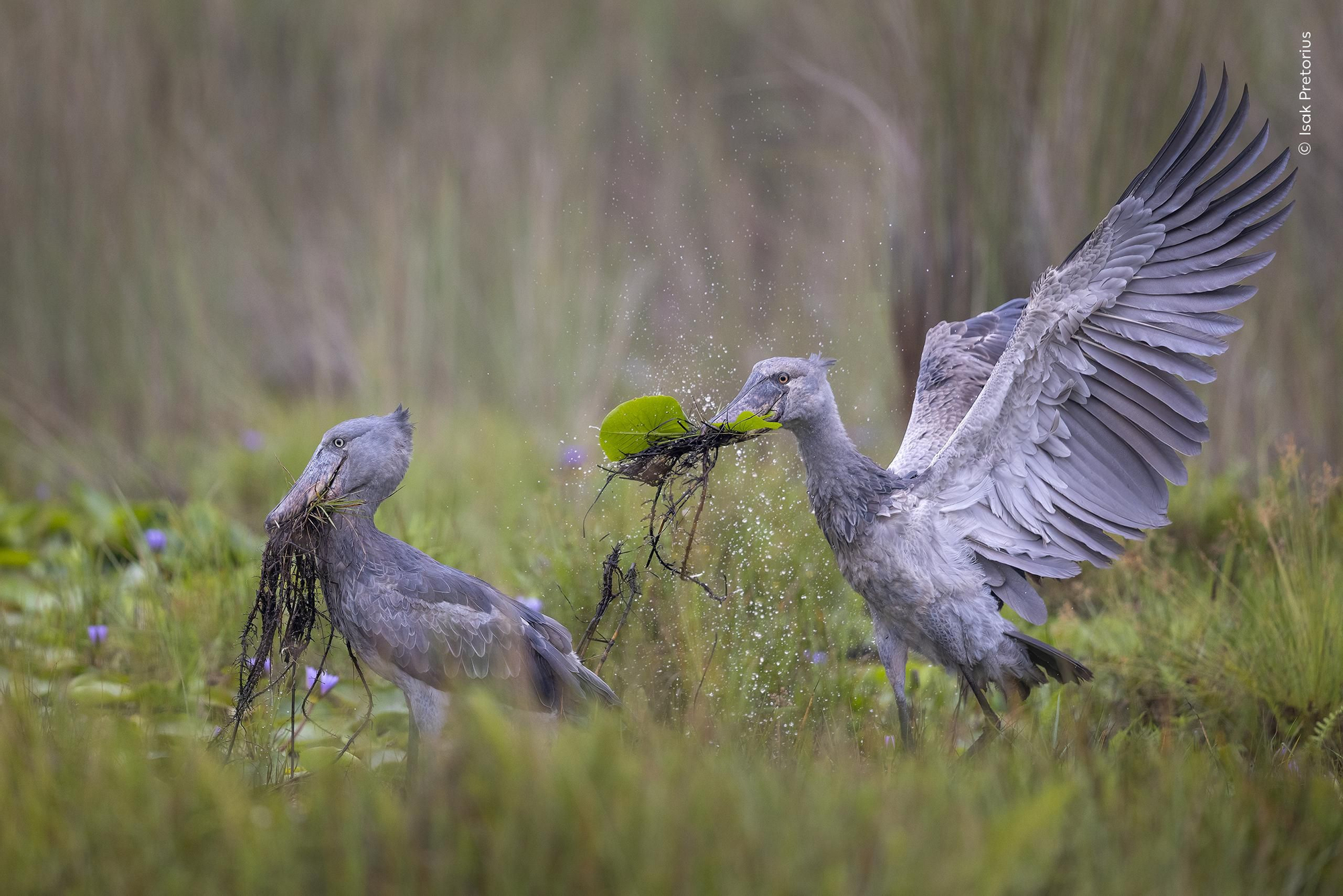 'Escenas del pantano', Premio Comportamiento: Aves