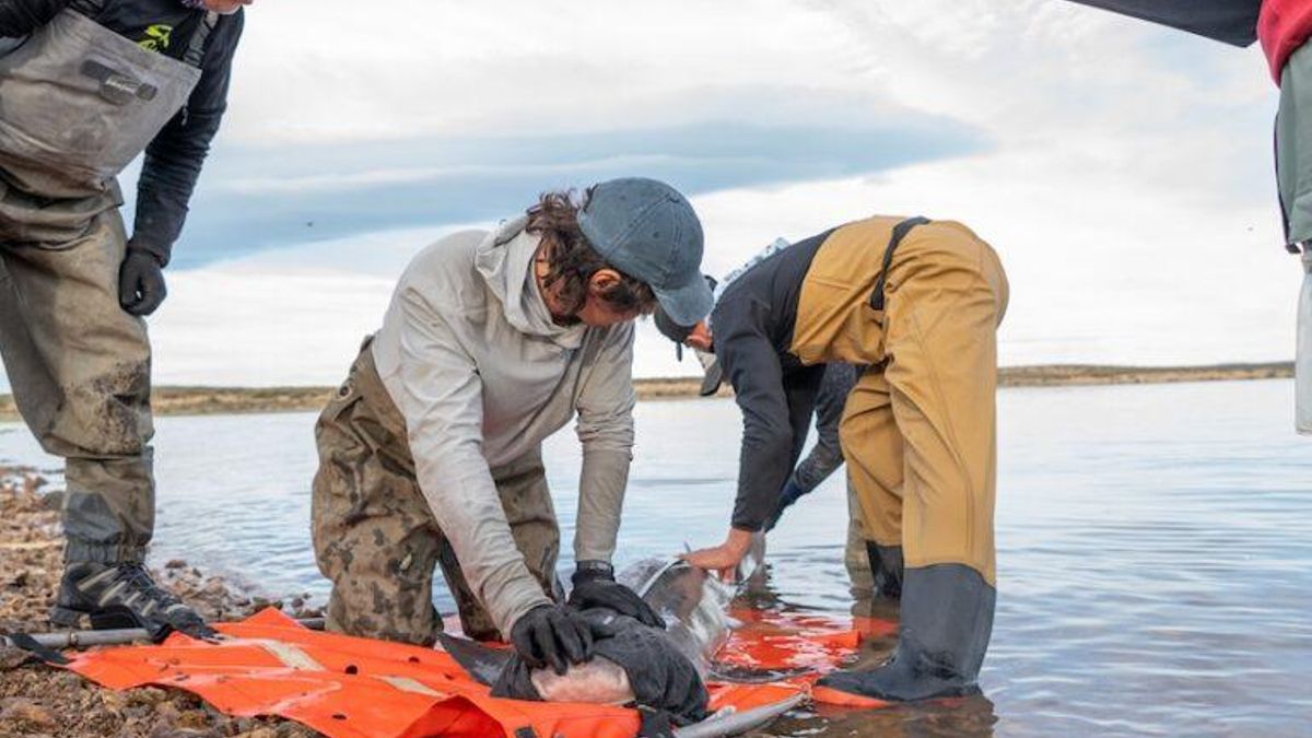 Científicos marcan un tiburón gatopardo para seguir sus movimientos. Foto: cortesía Fundación Rewilding